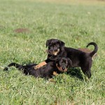 Beauceron-Welpen-7.Woche-E-Wurf-Nikolaus-Kugler_von-den-Waechtern-aus-Bayern