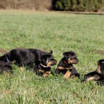 Beauceron-Welpen-7.Woche-E-Wurf-Nikolaus-Kugler_von-den-Waechtern-aus-Bayern