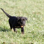 Beauceron-Welpen-7.Woche-E-Wurf-Nikolaus-Kugler_von-den-Waechtern-aus-Bayern