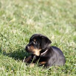 Beauceron-Welpen-7.Woche-E-Wurf-Nikolaus-Kugler_von-den-Waechtern-aus-Bayern