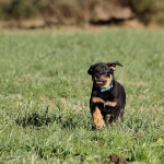 Beauceron-Welpen-7.Woche-E-Wurf-Nikolaus-Kugler_von-den-Waechtern-aus-Bayern