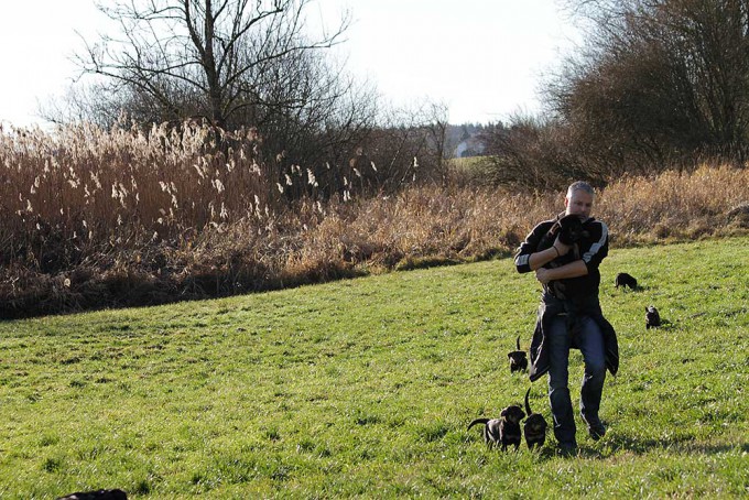 Beauceron-Welpen-7.Woche-E-Wurf-Nikolaus-Kugler_von-den-Waechtern-aus-Bayern