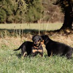 Beauceron-Welpen-7.Woche-E-Wurf-Nikolaus-Kugler_von-den-Waechtern-aus-Bayern