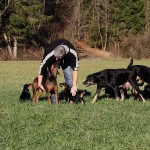 Beauceron-Welpen-7.Woche-E-Wurf-Nikolaus-Kugler_von-den-Waechtern-aus-Bayern