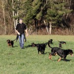 Beauceron-Welpen-7.Woche-E-Wurf-Nikolaus-Kugler_von-den-Waechtern-aus-Bayern