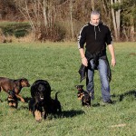 Beauceron-Welpen-7.Woche-E-Wurf-Nikolaus-Kugler_von-den-Waechtern-aus-Bayern