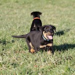 Beauceron-Welpen-7.Woche-E-Wurf-Nikolaus-Kugler_von-den-Waechtern-aus-Bayern