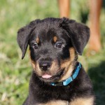 Beauceron-Welpen-7.Woche-E-Wurf-Nikolaus-Kugler_von-den-Waechtern-aus-Bayern