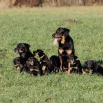 Beauceron-Welpen-7.Woche-E-Wurf-Nikolaus-Kugler_von-den-Waechtern-aus-Bayern