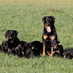 Beauceron-Welpen-7.Woche-E-Wurf-Nikolaus-Kugler_von-den-Waechtern-aus-Bayern