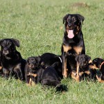 Beauceron-Welpen-7.Woche-E-Wurf-Nikolaus-Kugler_von-den-Waechtern-aus-Bayern