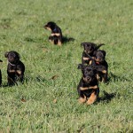 Beauceron-Welpen-7.Woche-E-Wurf-Nikolaus-Kugler_von-den-Waechtern-aus-Bayern