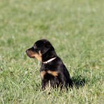 Beauceron-Welpen-7.Woche-E-Wurf-Nikolaus-Kugler_von-den-Waechtern-aus-Bayern