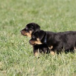 Beauceron-Welpen-7.Woche-E-Wurf-Nikolaus-Kugler_von-den-Waechtern-aus-Bayern