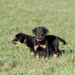 Beauceron-Welpen-7.Woche-E-Wurf-Nikolaus-Kugler_von-den-Waechtern-aus-Bayern