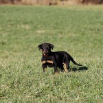 Beauceron-Welpen-7.Woche-E-Wurf-Nikolaus-Kugler_von-den-Waechtern-aus-Bayern