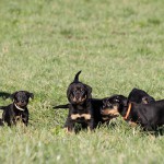 Beauceron-Welpen-7.Woche-E-Wurf-Nikolaus-Kugler_von-den-Waechtern-aus-Bayern