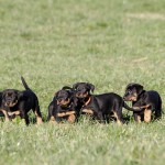 Beauceron-Welpen-7.Woche-E-Wurf-Nikolaus-Kugler_von-den-Waechtern-aus-Bayern