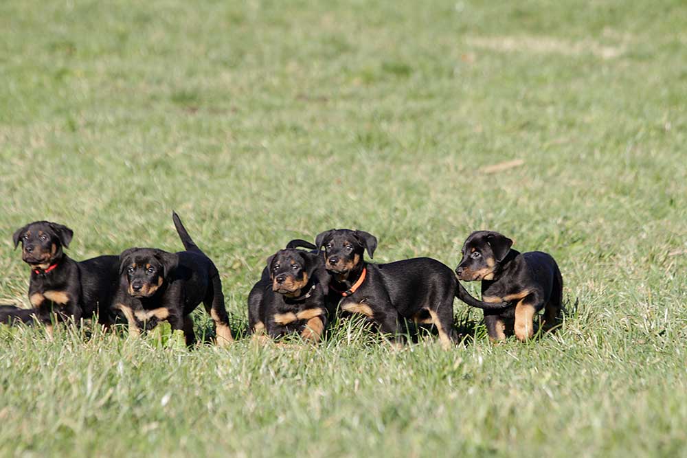 Beauceron-Welpen-7.Woche-E-Wurf-Nikolaus-Kugler_von-den-Waechtern-aus-Bayern