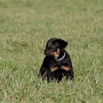 Beauceron-Welpen-7.Woche-E-Wurf-Nikolaus-Kugler_von-den-Waechtern-aus-Bayern