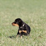 Beauceron-Welpen-7.Woche-E-Wurf-Nikolaus-Kugler_von-den-Waechtern-aus-Bayern