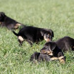 Beauceron-Welpen-7.Woche-E-Wurf-Nikolaus-Kugler_von-den-Waechtern-aus-Bayern