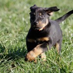 Beauceron-Welpen-7.Woche-E-Wurf-Nikolaus-Kugler_von-den-Waechtern-aus-Bayern