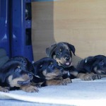 Beauceron-Welpen-7.Woche-E-Wurf-Nikolaus-Kugler_von-den-Waechtern-aus-Bayern