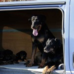 Beauceron-Welpen-7.Woche-E-Wurf-Nikolaus-Kugler_von-den-Waechtern-aus-Bayern