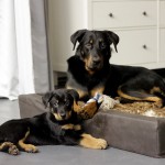 Beauceron-Welpen-8.Woche-E-Wurf-Nikolaus-Kugler_von-den-Waechtern-aus-Bayern