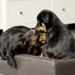 Beauceron-Welpen-8.Woche-E-Wurf-Nikolaus-Kugler_von-den-Waechtern-aus-Bayern