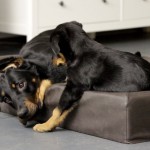 Beauceron-Welpen-8.Woche-E-Wurf-Nikolaus-Kugler_von-den-Waechtern-aus-Bayern