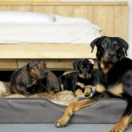 Beauceron-Welpen-8.Woche-E-Wurf-Nikolaus-Kugler_von-den-Waechtern-aus-Bayern