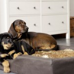 Beauceron-Welpen-8.Woche-E-Wurf-Nikolaus-Kugler_von-den-Waechtern-aus-Bayern