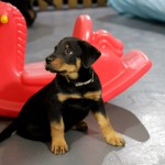 Beauceron-Welpen-8.Woche-E-Wurf-Nikolaus-Kugler_von-den-Waechtern-aus-Bayern