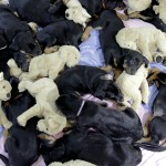 Beauceron-Welpen-8.Woche-E-Wurf-Nikolaus-Kugler_von-den-Waechtern-aus-Bayern