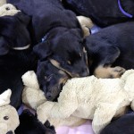 Beauceron-Welpen-8.Woche-E-Wurf-Nikolaus-Kugler_von-den-Waechtern-aus-Bayern