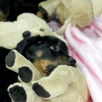 Beauceron-Welpen-8.Woche-E-Wurf-Nikolaus-Kugler_von-den-Waechtern-aus-Bayern