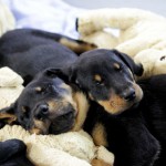 Beauceron-Welpen-8.Woche-E-Wurf-Nikolaus-Kugler_von-den-Waechtern-aus-Bayern