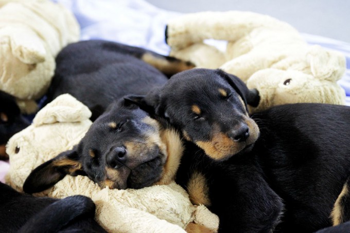 Beauceron-Welpen-8.Woche-E-Wurf-Nikolaus-Kugler_von-den-Waechtern-aus-Bayern