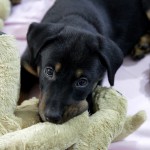 Beauceron-Welpen-8.Woche-E-Wurf-Nikolaus-Kugler_von-den-Waechtern-aus-Bayern