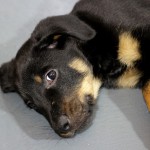 Beauceron-Welpen-8.Woche-E-Wurf-Nikolaus-Kugler_von-den-Waechtern-aus-Bayern