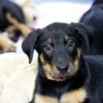 Beauceron-Welpen-8.Woche-E-Wurf-Nikolaus-Kugler_von-den-Waechtern-aus-Bayern