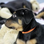 Beauceron-Welpen-8.Woche-E-Wurf-Nikolaus-Kugler_von-den-Waechtern-aus-Bayern