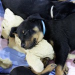 Beauceron-Welpen-8.Woche-E-Wurf-Nikolaus-Kugler_von-den-Waechtern-aus-Bayern