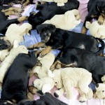 Beauceron-Welpen-8.Woche-E-Wurf-Nikolaus-Kugler_von-den-Waechtern-aus-Bayern