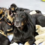 Beauceron-Welpen-8.Woche-E-Wurf-Nikolaus-Kugler_von-den-Waechtern-aus-Bayern