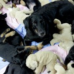 Beauceron-Welpen-8.Woche-E-Wurf-Nikolaus-Kugler_von-den-Waechtern-aus-Bayern