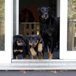 Beauceron-Welpen-8.Woche-E-Wurf-Nikolaus-Kugler_von-den-Waechtern-aus-Bayern