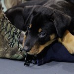 Beauceron-Welpen-8.Woche-E-Wurf-Nikolaus-Kugler_von-den-Waechtern-aus-Bayern